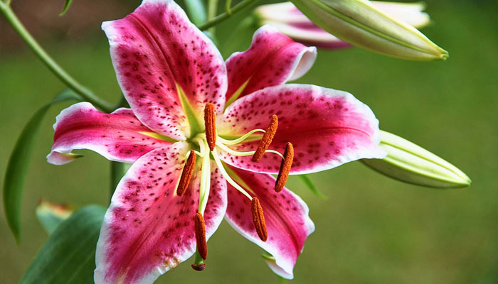 Flor de lirio con seis tepalos