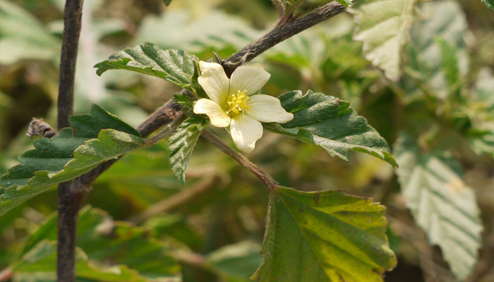 Flor amarilla de una malvacea con hojas dentadas