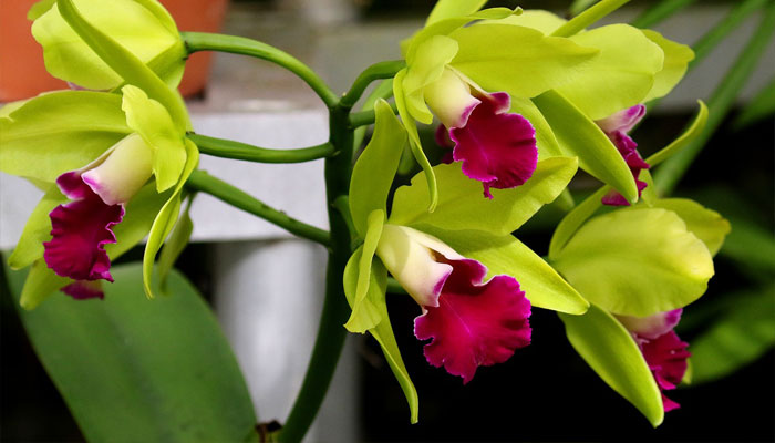 Flor de orquidea con el labelo bien visible