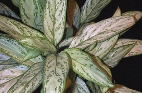 Aglaonema, planta de interior de hoja decorativa