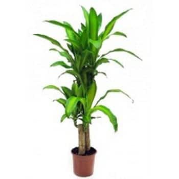Plantas para la oficina que resisten poca luz y descuido