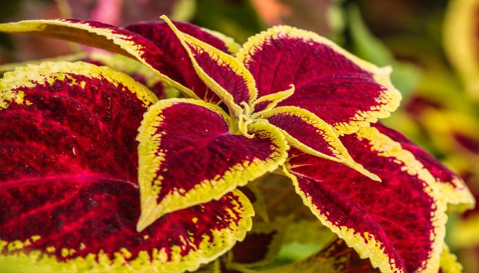 Hojas de coleo de color rojo intenso con el borde amarillo verdoso dentado