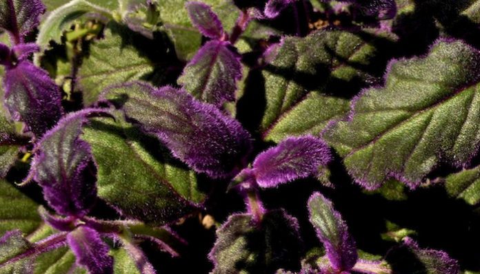 Hojas aterciopeladas de Gynura aurantiaca cubiertas de vello morado sobre fondo verde