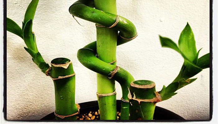 Tallos de lucky bamboo en espiral dentro de una maceta con grava