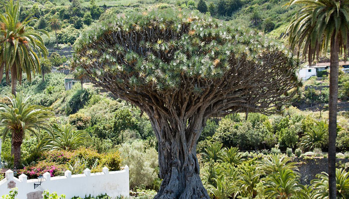 Drago de gran porte en una ladera canaria
