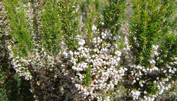 Brezo blanco en flor, Erica arborea