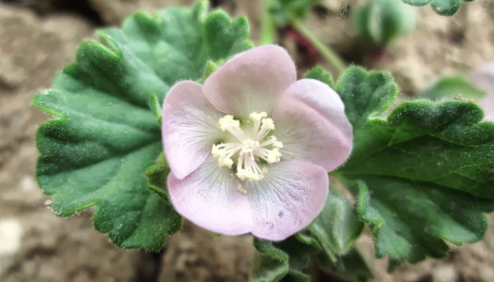 Flor rosada de Malvella sherardiana entre hojas crenadas y pelosas