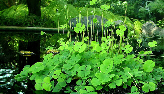 Mata de Marsilea con sus frondes de cuatro foliolos sobre el agua