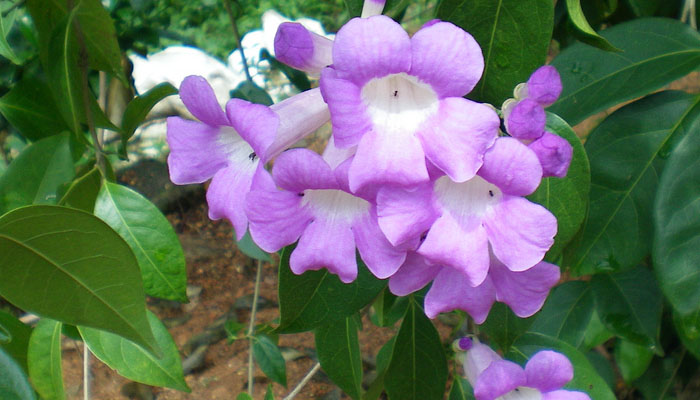 Flores lilas en trompeta de ajo sacha, Mansoa alliacea