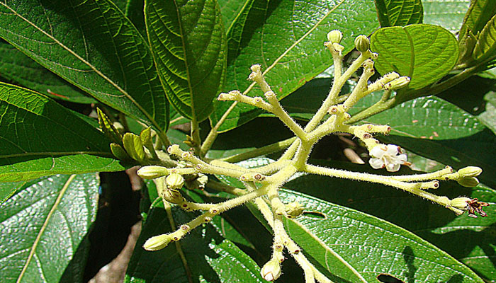Inflorescencia y hojas grandes de Psychotria