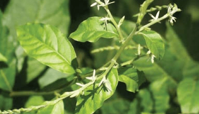 Espigas florales blancas y hojas de anamú, Petiveria alliacea