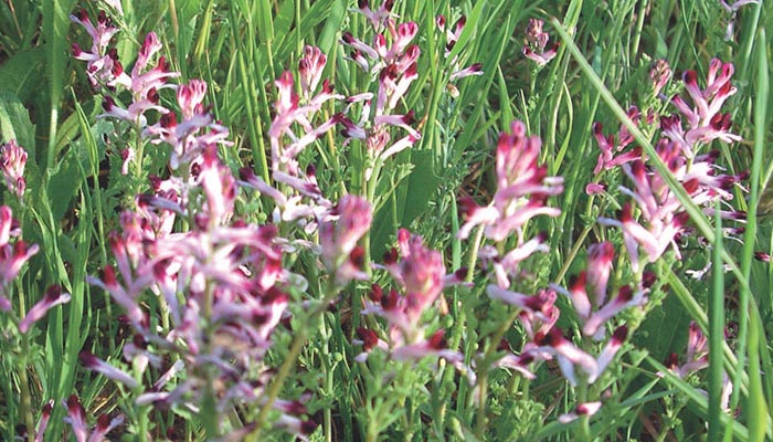 Mata de fumaria con espigas de flores rosadas de punta oscura entre hierba
