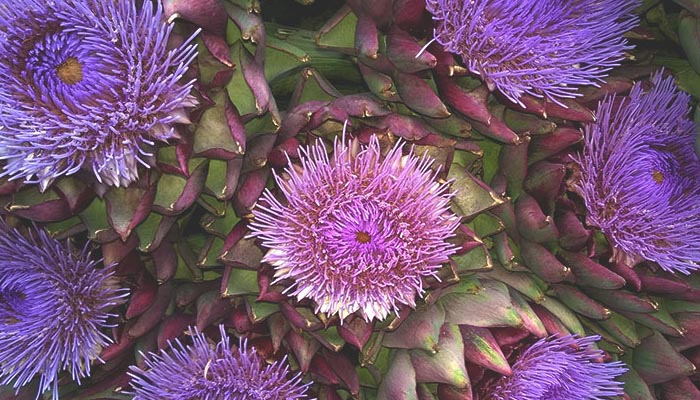 Capítulos de alcachofa abiertos en flor, con las flores tubulares violetas