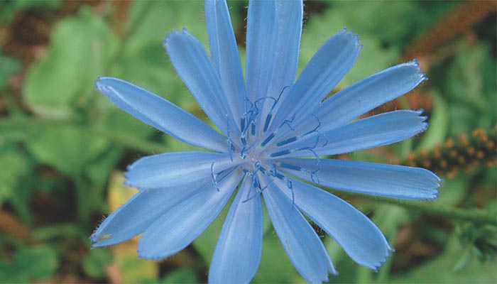 Flor azul de achicoria vista de frente, con las lígulas dentadas en el ápice