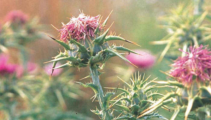 Capítulo rosado de cardo mariano rodeado de brácteas espinosas