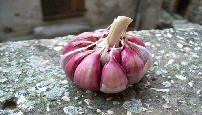 Bulbo de ajo morado
