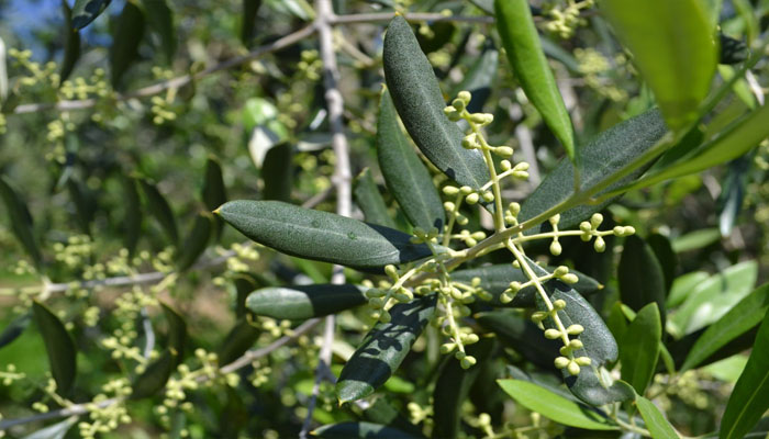 Rama de olivo con los botones florales