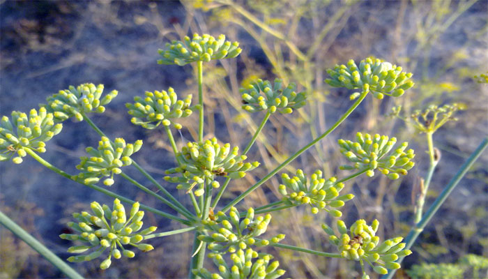 Umbela de hinojo en botón con hojas filiformes