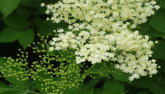 Corimbo de flores blancas de saúco con hojas compuestas
