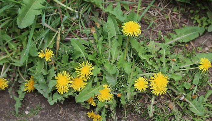Mata de diente de león en flor entre la hierba