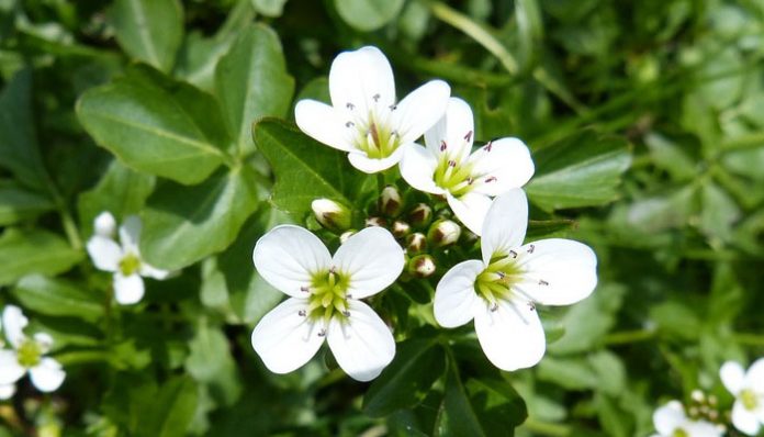 Flores blancas de cuatro pétalos y hojas compuestas de berro de agua
