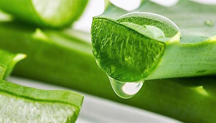 Hoja de aloe vera cortada dejando ver el gel transparente del interior