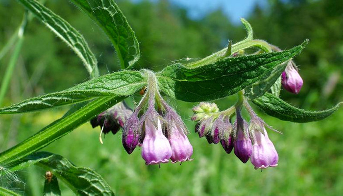 Consuelda en flor, Symphytum officinale