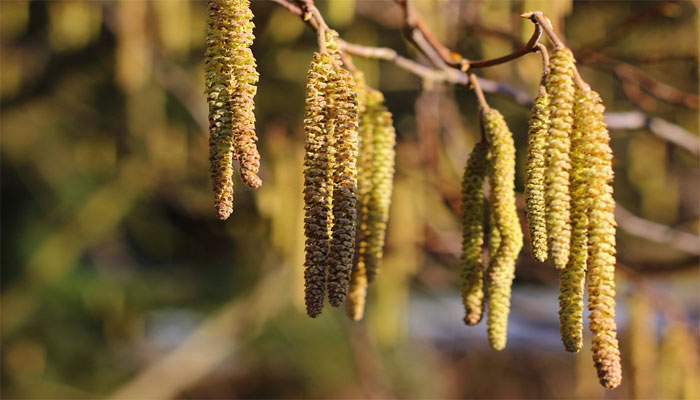 Amentos colgantes y alargados en una rama sin hojas, a contraluz de invierno