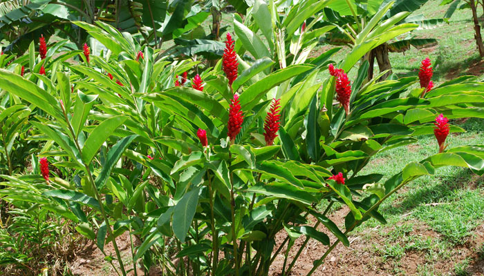 Mata de Alpinia purpurata con inflorescencias rojas erguidas en un jardín tropical