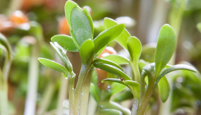 Plántulas verdes y jugosas de una crucífera recién germinada