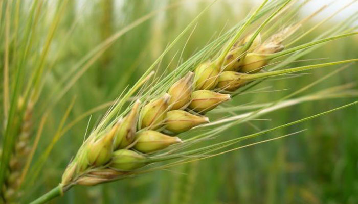 Espiga de cebada con sus aristas largas, madurando en el campo