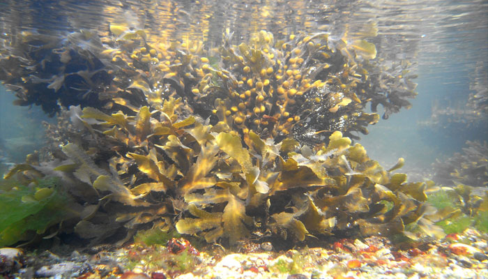 Mata de alga parda con vesículas bajo el agua, sobre fondo de gravilla