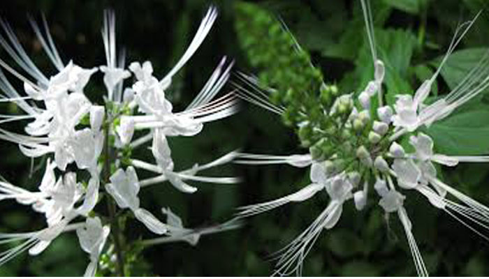 Flores blancas de ortosifón con estambres muy largos que sobresalen como bigotes