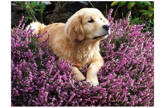 Plantas peligrosas para mascotas: graduar el riesgo