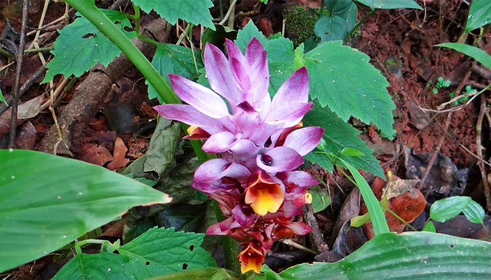 Inflorescencia de cúrcuma con brácteas rosadas y flores amarillas entre hojas anchas