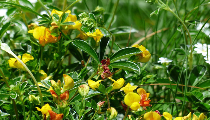 Mata de leguminosa de flores amarillas con el capullo anaranjado, entre hierba de prado