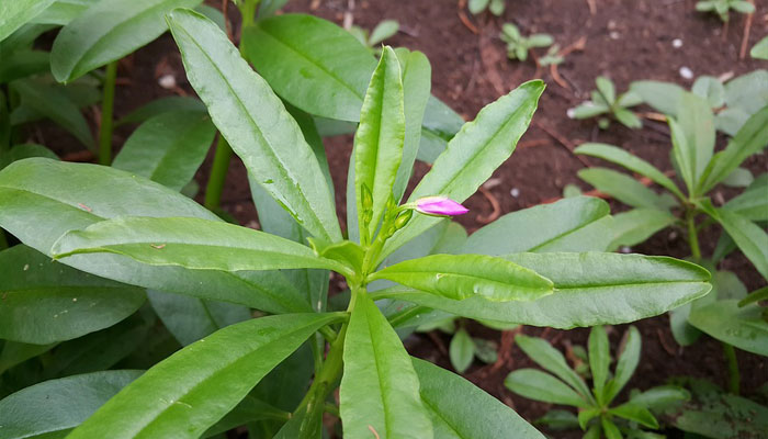 Planta de hojas lanceoladas en roseta con una flor rosada, en tierra roja