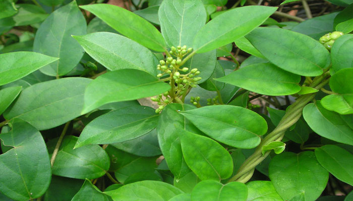 Ramas trepadoras de Gymnema sylvestre con hojas opuestas y racimillos de flores verdosas