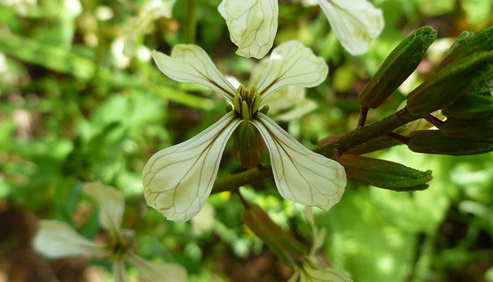 Flor blanca con nervios violáceos de una planta de rúcula espigada