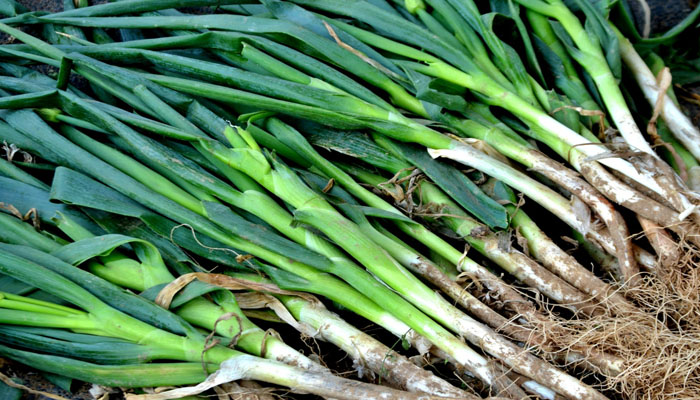 Manojos de cebolletas recién arrancadas con la raíz y la hoja verde
