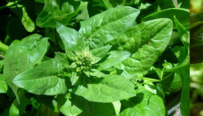 Planta de espinaca con las hojas anchas y el brote floral asomando en el centro