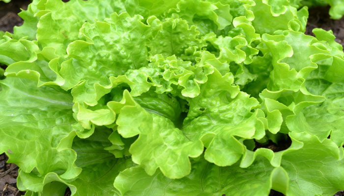 Mata de lechuga de hoja rizada verde creciendo en el bancal