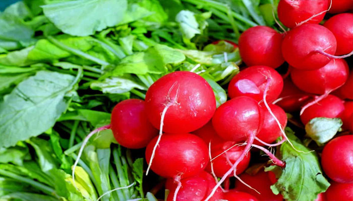 Manojos de rábanos rojos recién cosechados junto a sus hojas
