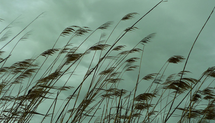 Carrizo (Phragmites australis) con las panojas maduras
