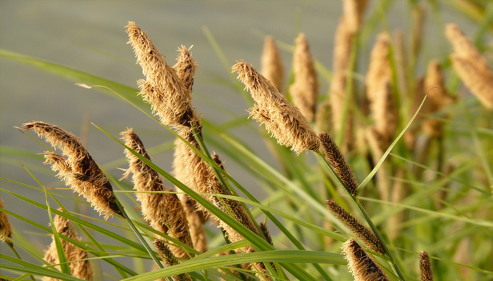 Espigas de una ciperácea de orilla junto al agua