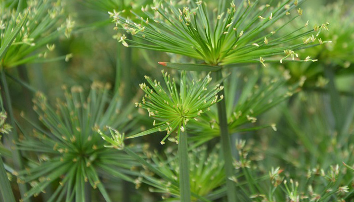 Umbelas de Cyperus