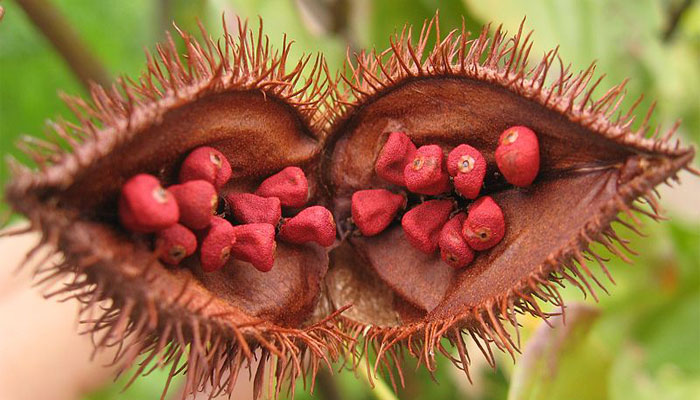 Cápsula abierta de achiote con las semillas rojas dentro
