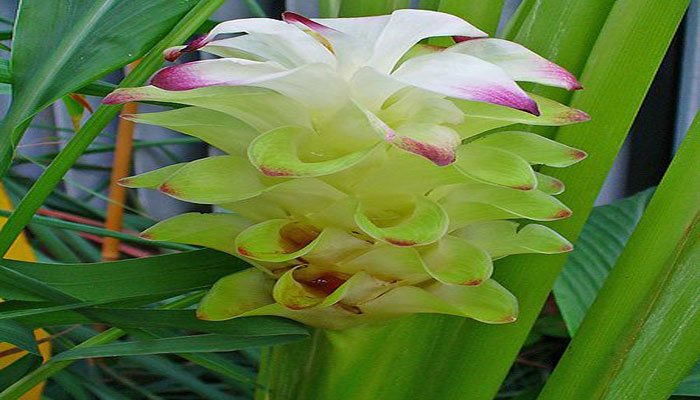 Inflorescencia de cúrcuma con brácteas verdes y rosadas