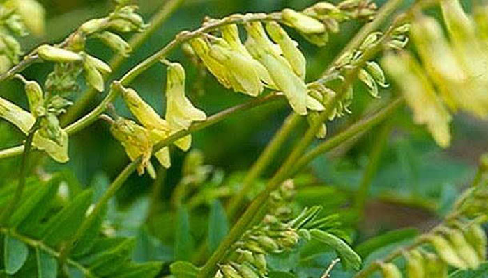 Flores amarillas y hojas pinnadas de una especie de Astragalus