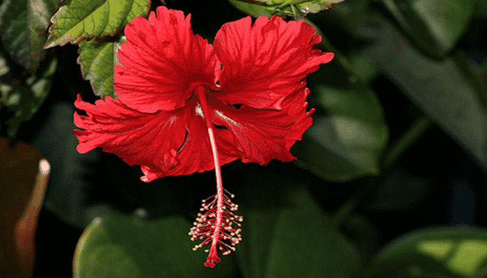 Flor roja de Hibiscus rosa-sinensis con el estilo largo sobresaliendo